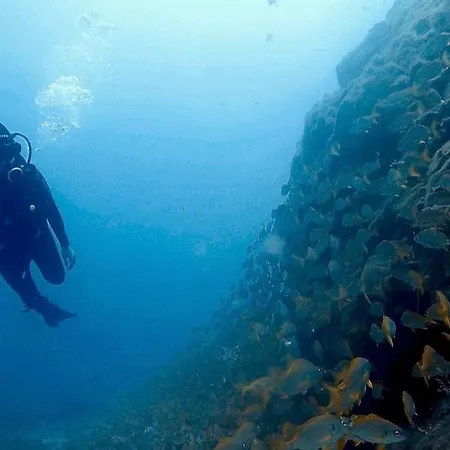 Single Fin Surf بيت شباب